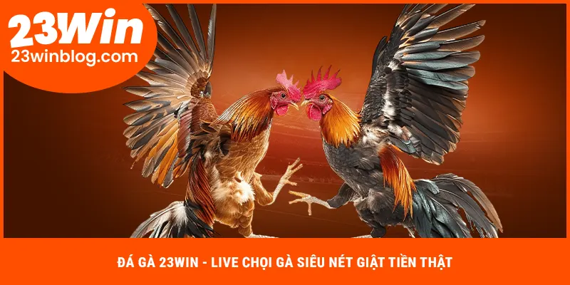 Đá gà 23Win