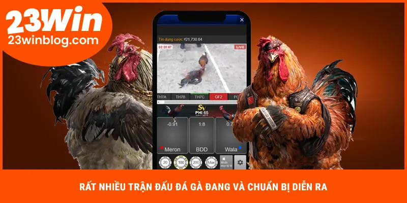 Rất nhiều trận đấu đá gà đang và chuẩn bị diễn ra